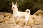 Precioso ejemplar de Chihuahua para montas - mejor precio | unprecio.es