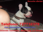 Se ofrece bulldog frances para monta. - mejor precio | unprecio.es