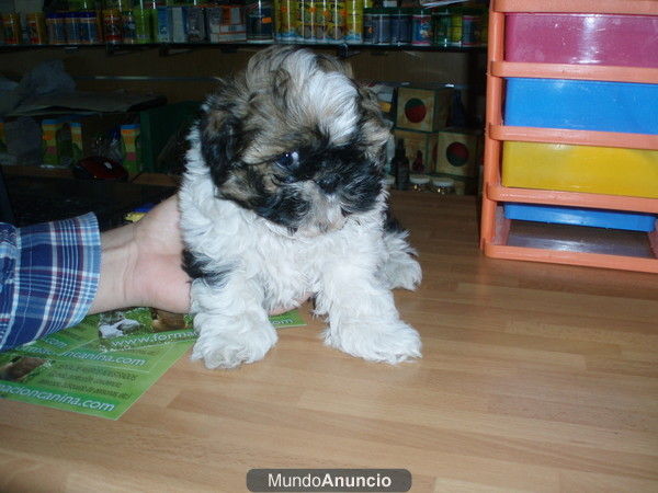 Shih tzus 395 euros