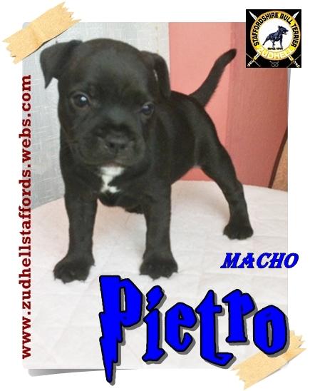 staffordshire bull terrier stafford ingles staffie criaderos de staffys cachorros Madrid