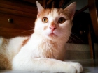 Tulipán, gato rubieta golosón en adopción - mejor precio | unprecio.es