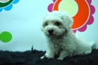 BICHON MALTES!! hembras&machos!cachorros moniisimos** - mejor precio | unprecio.es