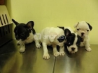 Cachorritos de bulldog frances fawn -135 - mejor precio | unprecio.es