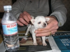 Cachorros de Chiuahua mini Toys 120euros - mejor precio | unprecio.es