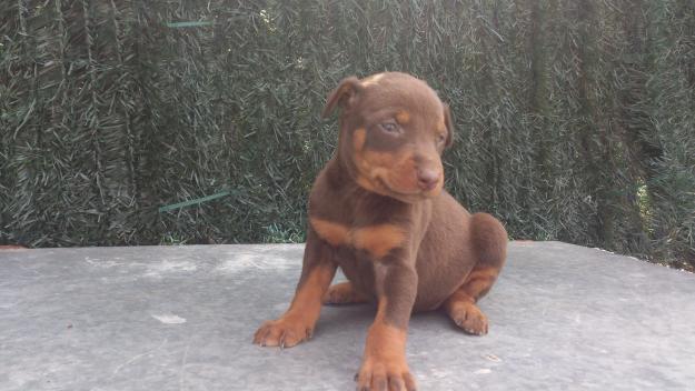 cachorros doberman