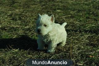 Exclusivos westy de 2 meses, fotos reales .363