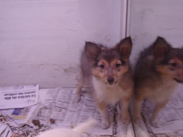 PERROS DE TAMAÑO PEQUEÑO Y MEDIANO