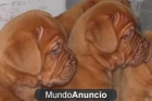 Preciosa camada de Dogo de Burdeos - mejor precio | unprecio.es