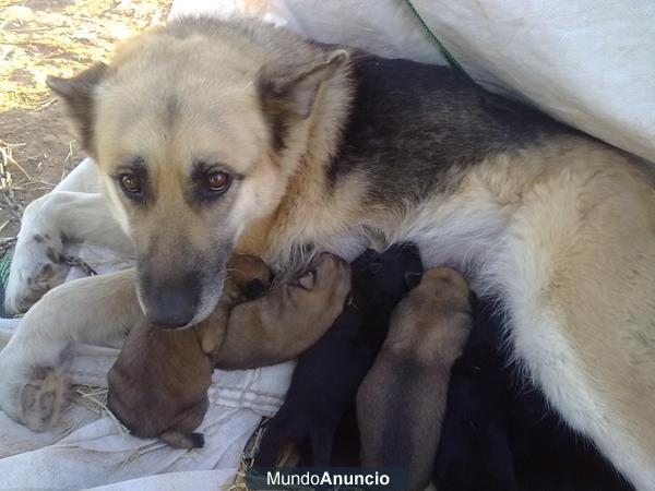regalo cachorros pastor aleman