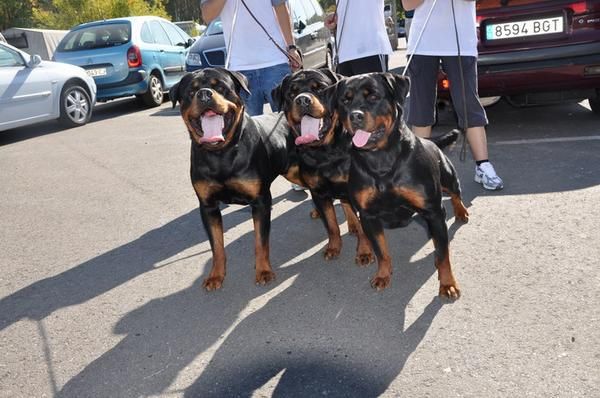 rottweiler dercules rott