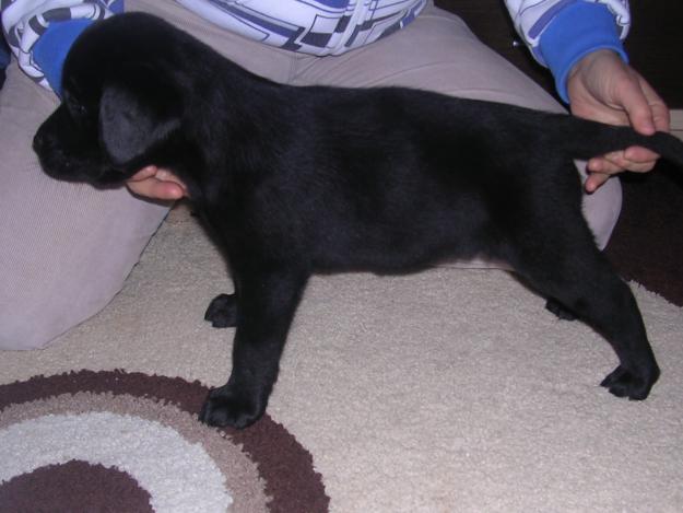 ultimo cachorro de labrador retriever negro con pedigree L.O.E