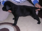 ultimo cachorro de labrador retriever negro con pedigree L.O.E - mejor precio | unprecio.es