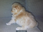vendo gatita persa bicolor - mejor precio | unprecio.es