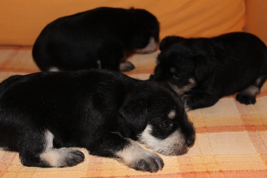 Vendo hembra camada schnauzer mini negro plata