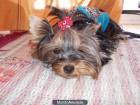 Yorkshire Terrier para montas: - mejor precio | unprecio.es