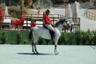 caballo hispanoarabe (tuareg) madrid - mejor precio | unprecio.es