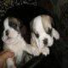 cachorritos bulldog ingles - mejor precio | unprecio.es