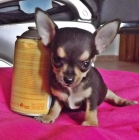 Cachorritos Chihuahua - mejor precio | unprecio.es