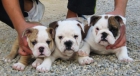Cachorros Bulldog Ingles - mejor precio | unprecio.es