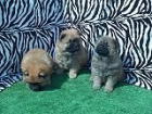 CHOW CHOW PURA RAZA MUY ECONOMICOS - mejor precio | unprecio.es