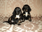 Cocker spaniel...preciosos cachorros tricolor - mejor precio | unprecio.es