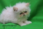 gatitos persas - mejor precio | unprecio.es
