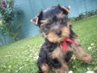 OFERTÓN CACHORROS DE LUJO - mejor precio | unprecio.es