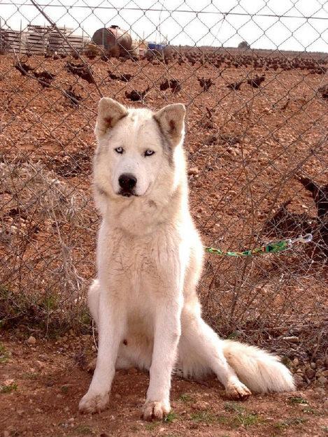 precioso husky en adopcion