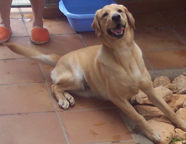 regalo hembra de labrador pura raza con muy buen pedigrí