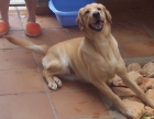 regalo hembra de labrador pura raza con muy buen pedigrí - mejor precio | unprecio.es