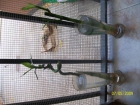 VENDO SILLA DE PASEO BBY - mejor precio | unprecio.es