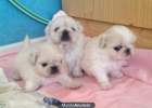 VENTA CACHORROS PEKINES - mejor precio | unprecio.es