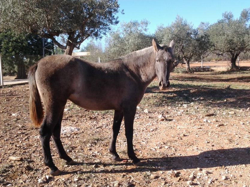 Yegua torda pura raza española de 1 año microchipada