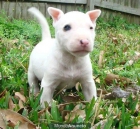 Bull Terrier grandes personalidades en busca de una nueva familia - mejor precio | unprecio.es