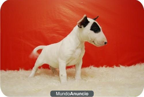 Bullterrier Preciosos Adorables ejemplares