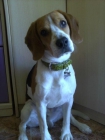 buscamos hembra beagle para montas. - mejor precio | unprecio.es