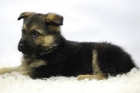 cachorros con tres meses de edad - mejor precio | unprecio.es