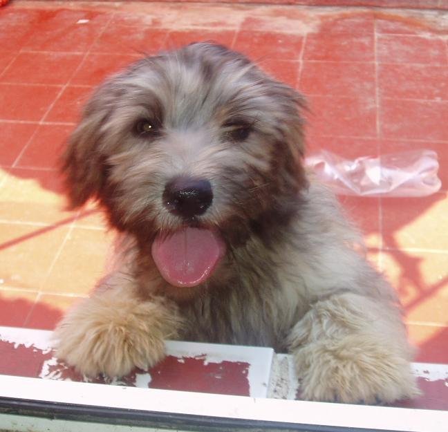 cachorros de pastor catalan gos datura