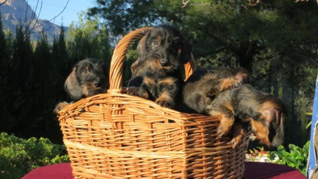 Cachorros de teckel mini pelo duro