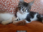 CAMADA DE MAINE COON CON PEDIGREE - mejor precio | unprecio.es