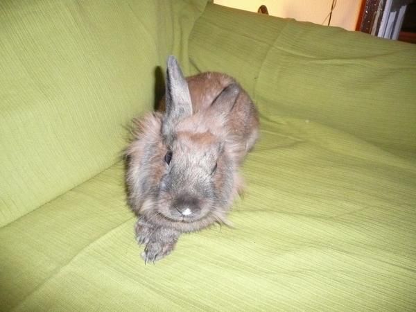 CONEJO MARRON