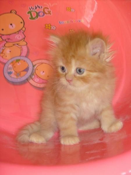 gatitos persas por 200 euros cada uno