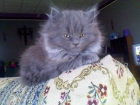 vendo esta gatita persa con 2 meses muy economica - mejor precio | unprecio.es