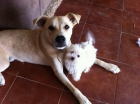 Hermoso bichon maltés - mejor precio | unprecio.es