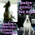 *************se vende cachorros de raza pitbull * - mejor precio | unprecio.es