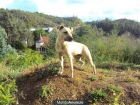American Pit Bull Terrier (ADBA) - mejor precio | unprecio.es