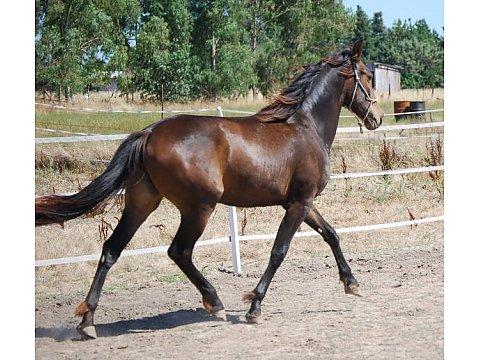 Caballo castrado Friesian disponibles para la venta