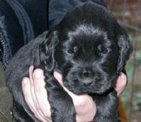 Cachorritos de Cocker Spaniel Inglés.