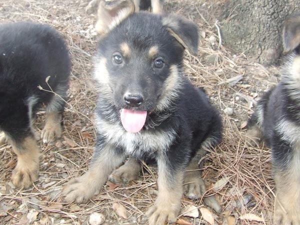Cachorritos de pastor aleman
