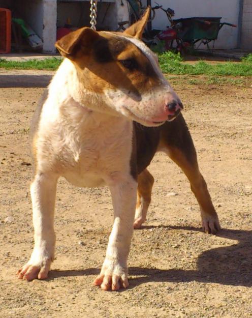 cachorro de bull terrier tricolor